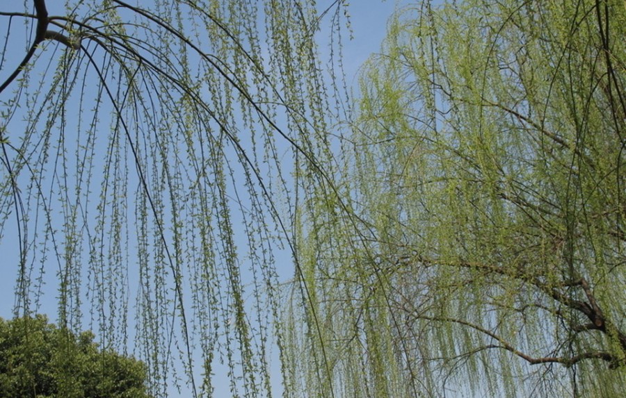 201904031554257412181.jpg 柳树1.jpg