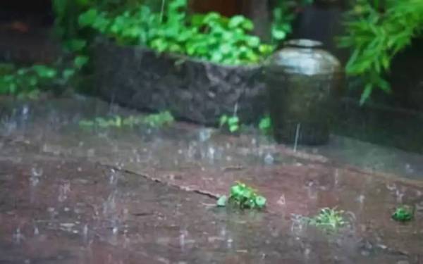 201907261564108049460.jpeg 听雨2.jpeg
