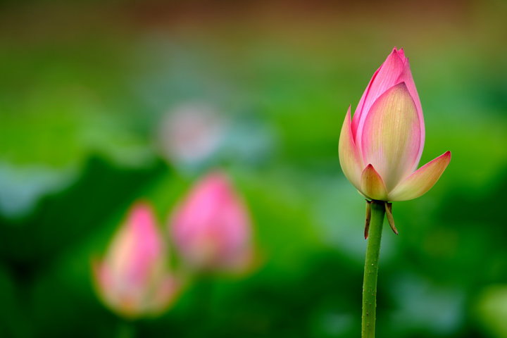201908191566181283355.jpg 莲花3.jpg