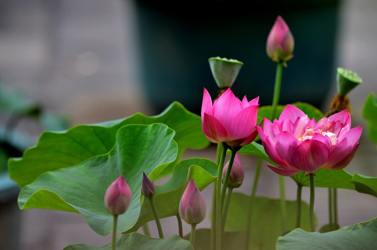 201909281569618723848.jpg 莲花5.jpg