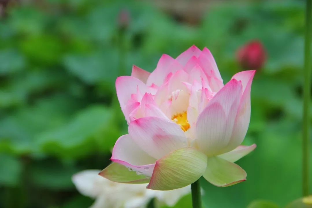 201909281569618742665.jpeg 莲花.jpeg
