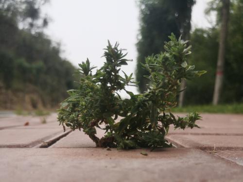 榆林人的天然氧吧 (7).jpg